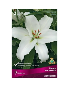 Лилии Восточные «Астериан», 14/16 р-р, 2 шт. 110-120 h(см), Осень 2024 Поиск
