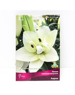 Лилии Азиатские махровые «Аарон», 14/16 р-р, 2 шт. 70 h(см), Осень 2025 Поиск