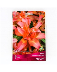 Лилии Азиатские махровые «Афродита», 14/16 р-р, 2 шт. 110 h(см), Осень 2025 Поиск