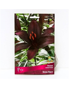 Лилии Азиатские «Блэк Лист», 14/16 р-р, 2 шт. 95 h(см), Осень 2025 Поиск
