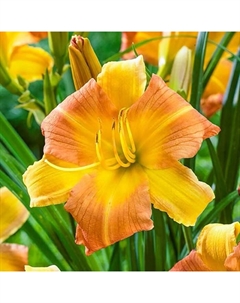 Лилейник гибридный «ЭвериДейлили Голд», I р-р, 1 шт. 35 h(см), Осень 2024 Поиск