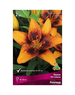 Лилии ЛА-гибриды «Лонгвуд», 14/16 р-р, 2 шт. 120 h(см), Осень 2025 Поиск