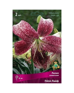 Лилии Азиатские «Пёпл Лайф», 14/16 р-р, 2 шт. 85 h(см), Осень 2022 Поиск