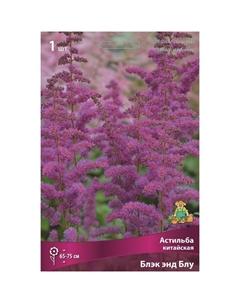 Астильба китайская «Блэк энд Блу», I р-р, 1 шт. 65-75 h(см), Осень 2024 Поиск