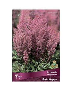 Астильба гибридная «Файрберри», I р-р, 1 шт. 40 h(см), Осень 2025 Поиск