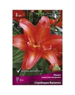 Лилии Азиатские махровые «Строберри Ванилла», 14/16 р-р, 2 шт. 60 h(см), Осень 2025 Поиск