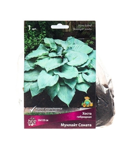 Хоста гибридная Мунлайт Соната, I р-р, 1 шт. 50*120 h(см), Осень 2025 Поиск