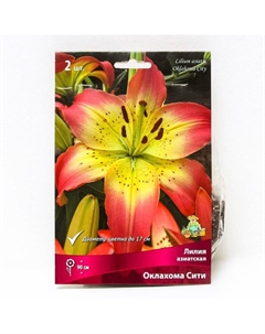 Лилии Азиатские «Оклахома Сити», 14/16 р-р, 2 шт. 70-100 h(см), Осень 2025 Поиск