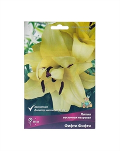 Лилии Восточные махровые «Фифти Фифти», 14/16 р-р, 1 шт. 80 h(см), Осень 2025 Поиск