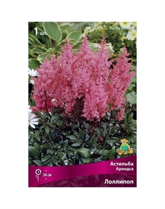 Астильба «Арендса Лоллипоп», I р-р, 1 шт. 50 h(см), Осень 2022 Поиск
