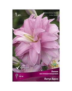 Лилии Восточные махровые «Лотус Бриз», 14/16 р-р, 1 шт. 100 h(см), Осень 2025 Поиск