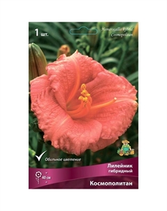 Лилейник гибридный «Космополитан», I р-р, 1 шт. 40 h(см), Осень 2024 Поиск