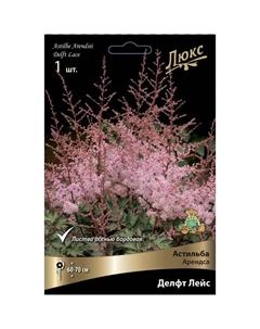 Астильба «Арендса Делфт Лейс», I р-р, 1 шт. 60-70 h(см), Осень 2024 Поиск