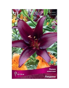 Лилии Азиатские «Ландини», 14/16 р-р, 2 шт. 120 h(см), Осень 2024 Поиск