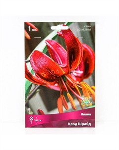 Лилии Видовые «Клод Шрайд», 14/16 р-р, 1 шт. 100 h(см), Осень 2025 Поиск