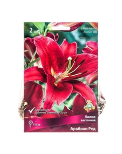 Лилии Восточные «Арабиан Ред», 14/16 р-р, 2 шт. 110 h(см), Осень 2024 Поиск