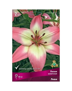 Лилии Азиатские «Леви», 14/16 р-р, 2 шт. 100 h(см), Осень 2022 Поиск