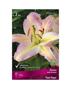 Лилии Восточные «Том Паус», 14/16 р-р, 2 шт. 110 h(см), Осень 2025 Поиск
