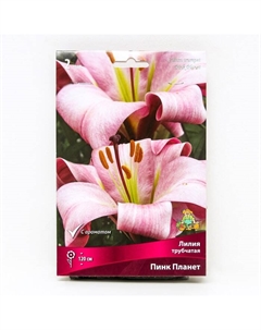 Лилии Трубчатые «Пинк Планет», 14/16 р-р, 2 шт. 120 h(см), Осень 2025 Поиск