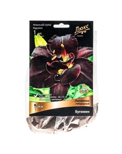 Лилейник гибридный Бугимен, I р-р, 1 шт. 50 h(см), Осень 2025 Поиск