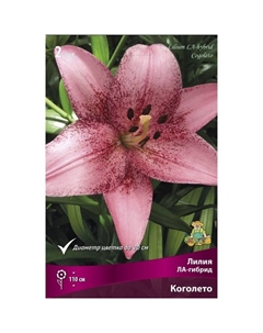 Лилии ЛА-гибриды «Коголето», 14/16 р-р, 2 шт. 110 h(см), Осень 2025 Поиск