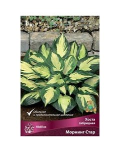 Хоста гибридная Морнинг Стар, I р-р, 1 шт. 40*60 h(см), Осень 2025 Поиск