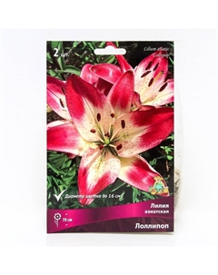 Лилии Азиатские «Лоллипоп», 14/16 р-р, 2 шт. 70 h(см), Осень 2024 Поиск