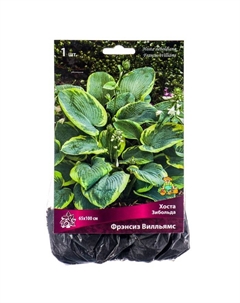 Хоста Зибольда Фрэнсиз Вилльямс, I р-р, 1 шт. 65*100 h(см), Осень 2025 Поиск