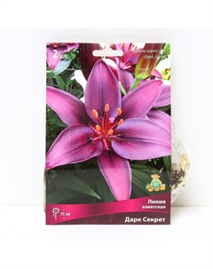Лилии Азиатские «Дарк Секрет», 14/16 р-р, 2 шт. 75 h(см), Осень 2025 Поиск
