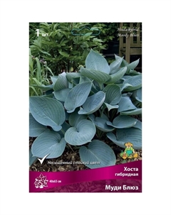 Хоста гибридная Муди Блюз, I р-р, 1 шт. 40*65 h(см), Осень 2025 Поиск