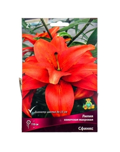 Лилии Азиатские махровые «Сфинкс», 14/16 р-р, 2 шт. 110 h(см), Осень 2025 Поиск