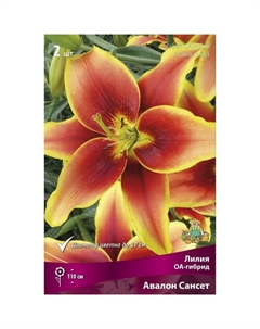 Лилии ОА-Гибриды «Авалон Сансет», 14/16 р-р, 2 шт. 110 h(см), Осень 2022 Поиск