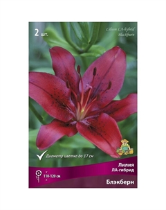 Лилии ЛА-гибриды «Блэкберн», 14/16 р-р, 2 шт. 115 h(см), Осень 2022 Поиск