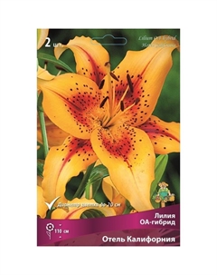 Лилии ОА-Гибриды «Отель Калифорния», 14/16 р-р, 2 шт. 110 h(см), Осень 2022 Поиск