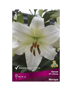 Лилии ОТ-Гибриды «Мотаун», 14/16 р-р, 2 шт. 100-110 h(см), Осень 2022 Поиск