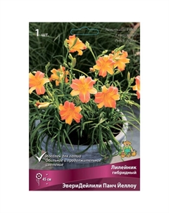 Лилейник гибридный «ЭвериДейлили Панч Йеллоу», I р-р, 1 шт. 45 h(см), Осень 2024 Поиск