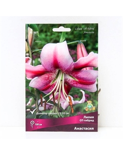 Лилии ОТ-Гибриды «Анастасия», 14/16 р-р, 2 шт. 100 h(см), Осень 2024 Поиск