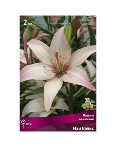 Лилии Азиатские «Изи Вальс», 14/16 р-р, 2 шт. 90 h(см), Осень 2022 Поиск