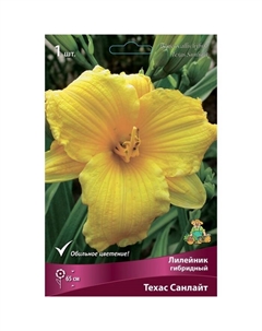 Лилейник гибридный «Техас Санлайт», I р-р, 1 шт. 65 h(см), Осень 2025 Поиск