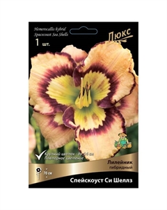 Лилейник гибридный «Спейскоаст Си Шеллз», I р-р, 1 шт. 70 h(см), Осень 2024 Поиск