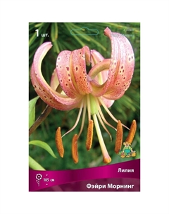 Лилии Видовые «Фэйри Морнинг», 14/16 р-р, 1 шт. 105 h(см), Осень 2025 Поиск