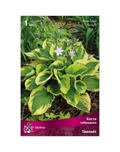 Хоста гибридная Твилайт, I р-р, 1 шт. 50*70 h(см), Осень 2025 Поиск