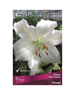 Лилии ЛОО-Гибриды «Полар», 41974 р-р, 2 шт. 120 h(см), Осень 2025 Поиск