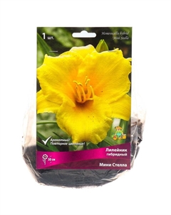 Лилейник гибридный «Мини Стелла», I р-р, 1 шт. 30 h(см), Осень 2022 Поиск