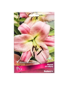 Лилии ОТ-Гибриды «Бейвотч», 14/16 р-р, 2 шт. 95 h(см), Осень 2022 Поиск