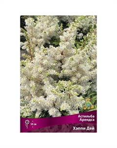 Астильба «Арендса Хэппи Дей», I р-р, 1 шт. 50 h(см), Осень 2024 Поиск