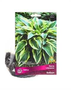 Хоста гибридная Бобкэт, I р-р, 1 шт. 40*80 h(см), Осень 2025 Поиск