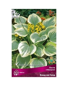 Хоста гибридная Бэнд ов Голд, I р-р, 1 шт. 40*80 h(см), Осень 2025 Поиск