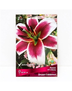 Лилии ОТ-Гибриды «Джудит Саффинья», 14/16 р-р, 2 шт. 120 h(см), Осень 2024 Поиск