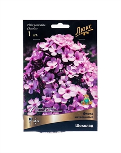 Флокс метельчатый Шоколад, I р-р, 1 шт. 60 h(см), Осень 2025 Поиск